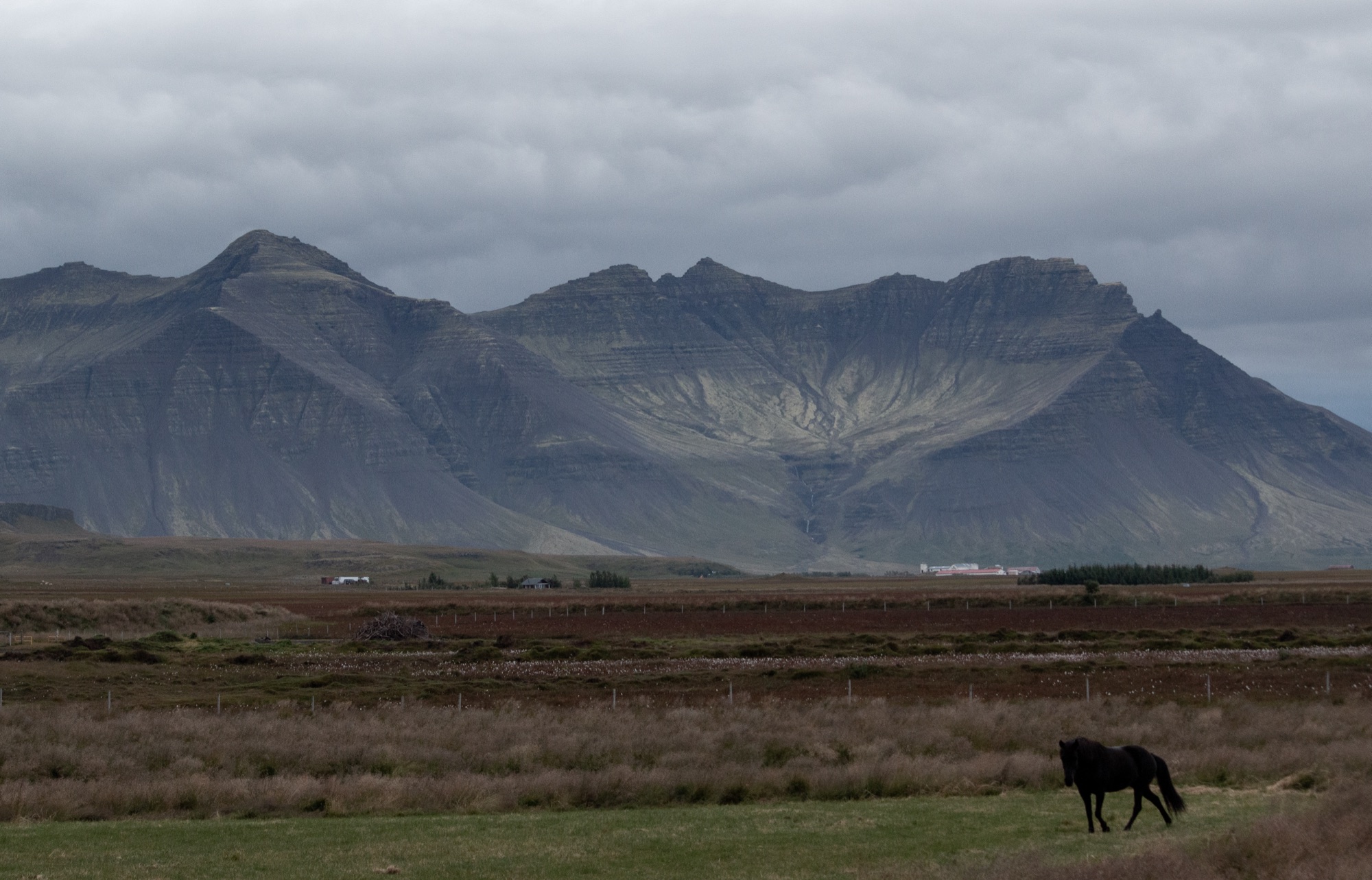 A dark Icelandic horse grazing a fenced field below layered, cloud-topped mountains