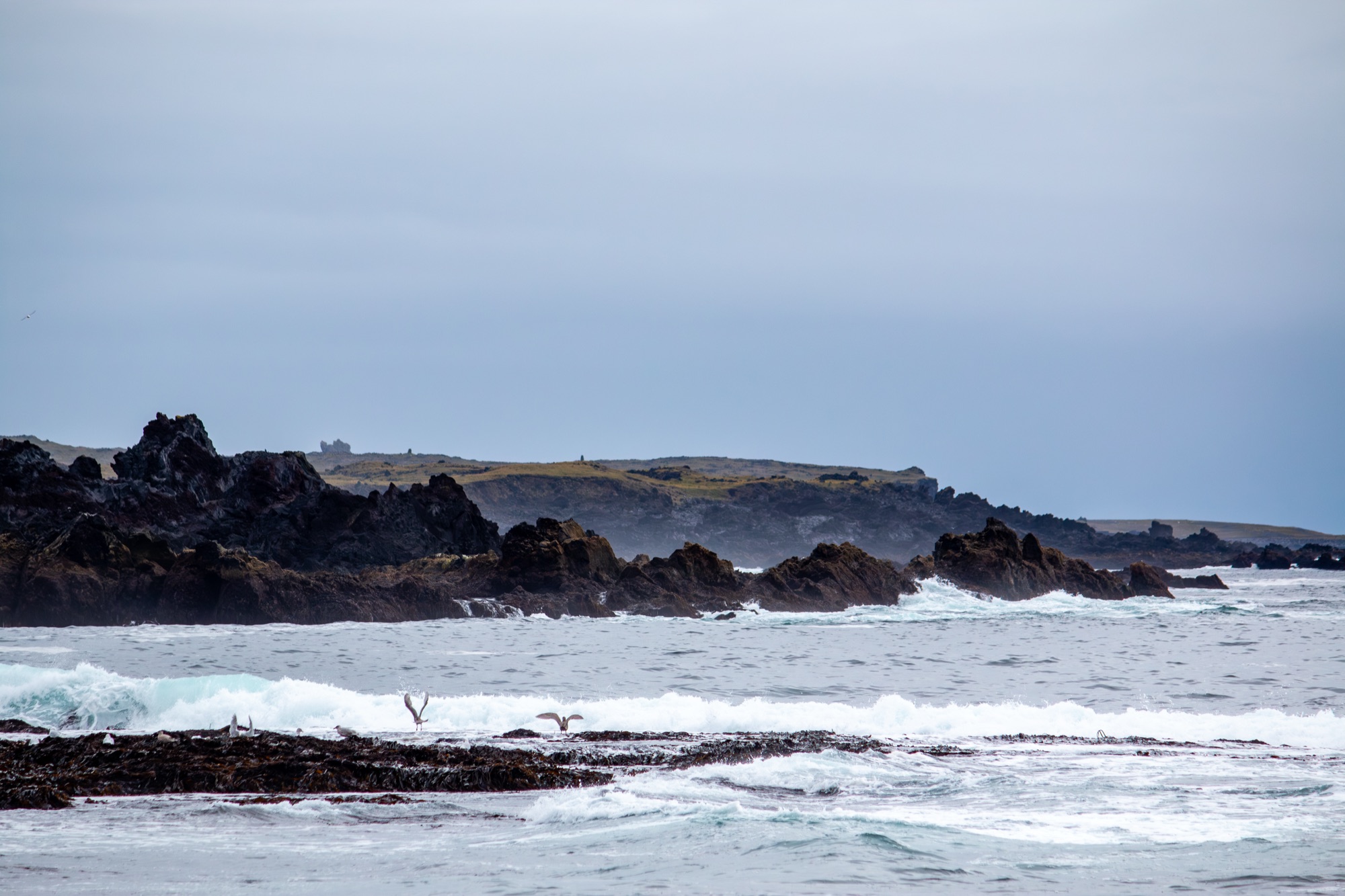 Surf breaking over a low black lava reef beneath a flat grey sky, seabirds skimming the whitewater